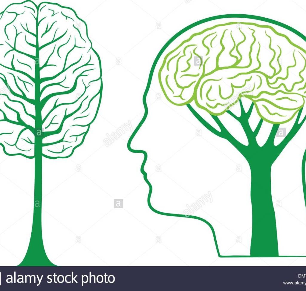 Cerveau Et Arbres Remarquables